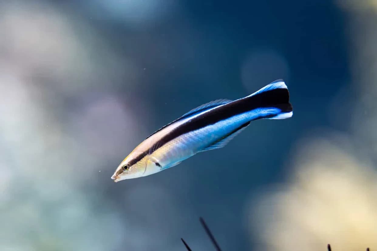 A Tiny Fish Sparks Big Questions: Cleaner Wrasse Use Mirrors to Find Marks