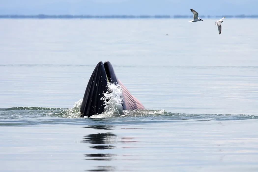 Whales Leave DNA “Footprints” in the Mediterranean — How Scientists Track Them