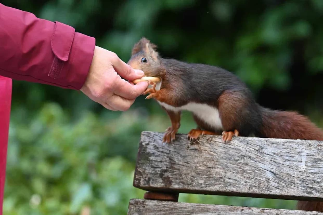 When Wildlife Gets Too Comfortable With Humans: Risks, Rewards and 30 Years of Evidence