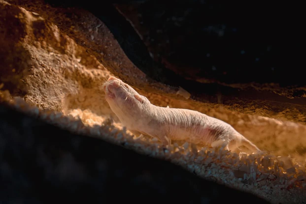 Naked Mole‑Rat Gene Boosts Hyaluronic Acid and Extends Mice Lifespans — A Step Toward New Anti‑Aging Clues