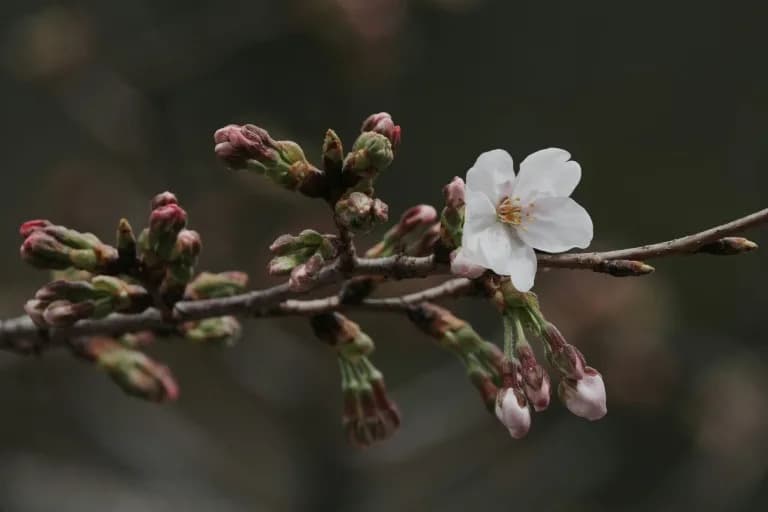 Tokyo's Dazzling Cherry Blossom Season Begins Early as Officials Count 61 Blooms