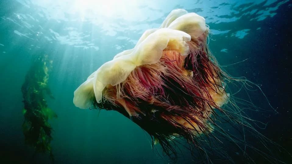 The Longest Animal on Earth Is Brainless and Boneless — Meet the Lion's Mane Jellyfish