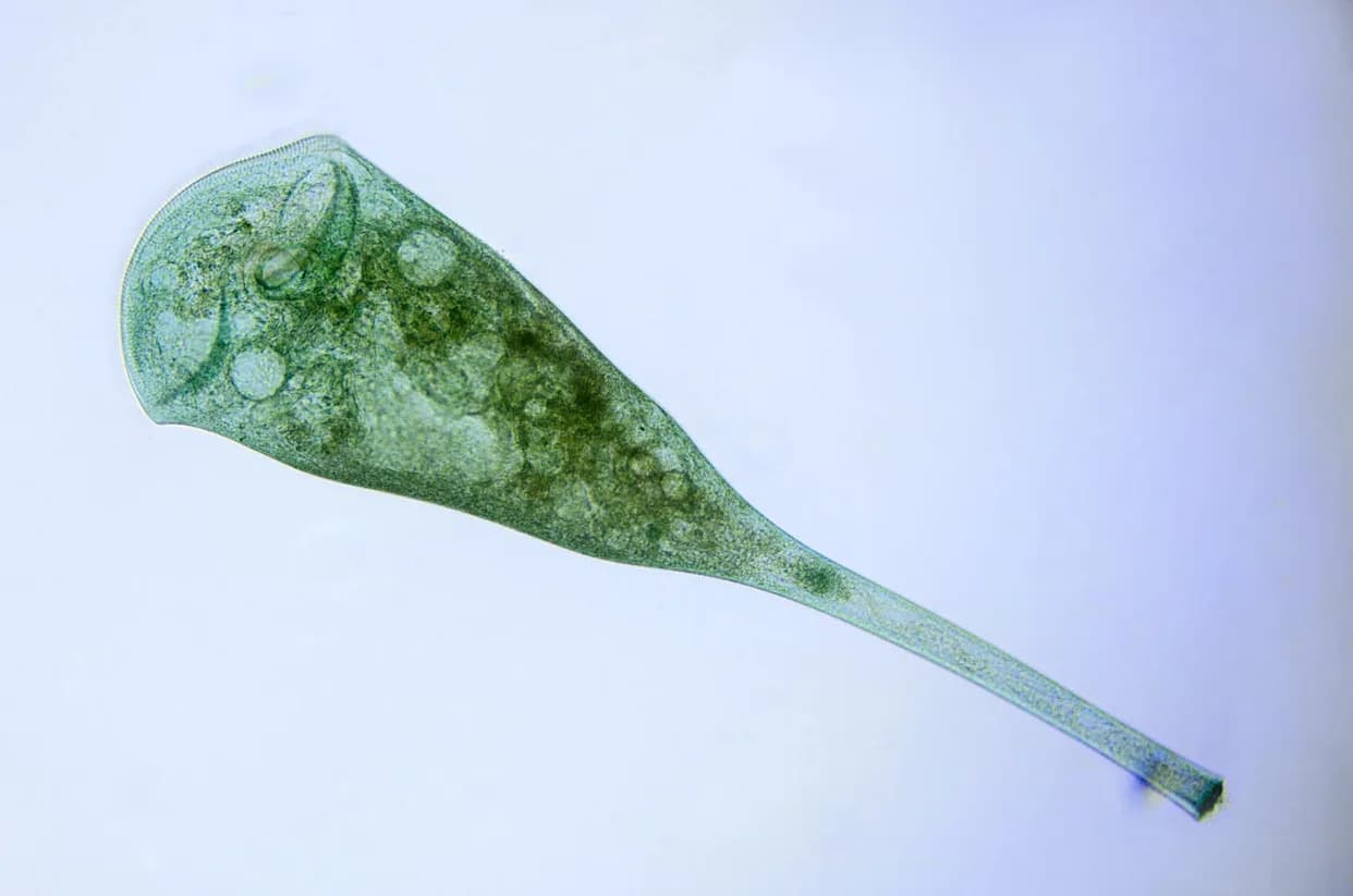 Single-Cell Pavlov? Stentor coeruleus Shows Evidence of Associative Learning