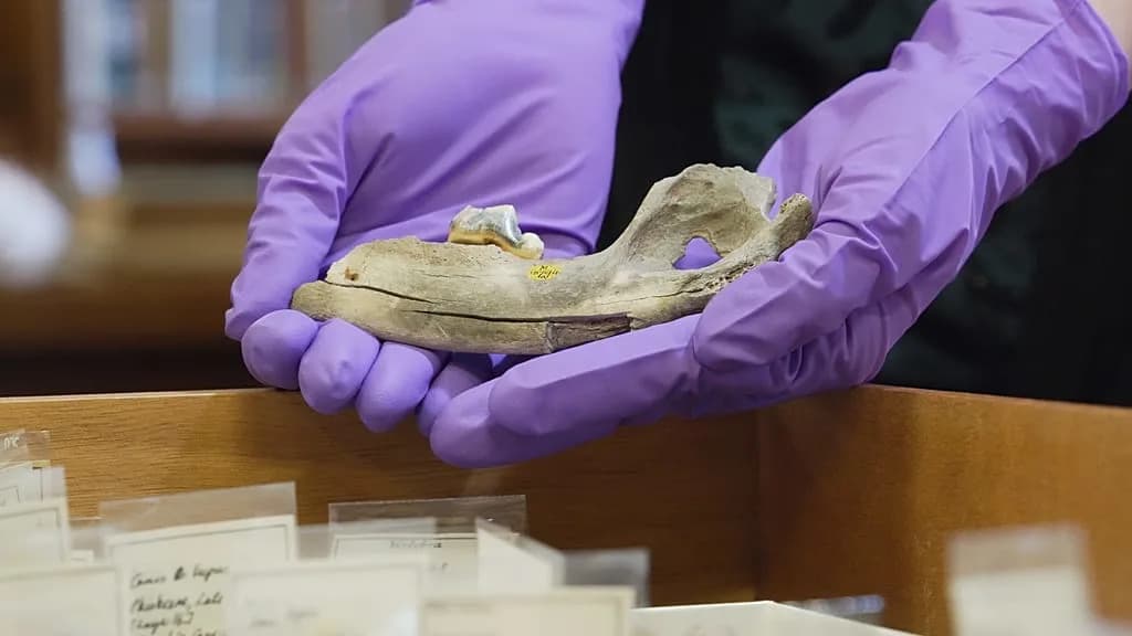 New Genetic Evidence Pushes Dog Domestication Back 5,000 Years — Dogs Lived With Humans 15,800–14,000 Years Ago
