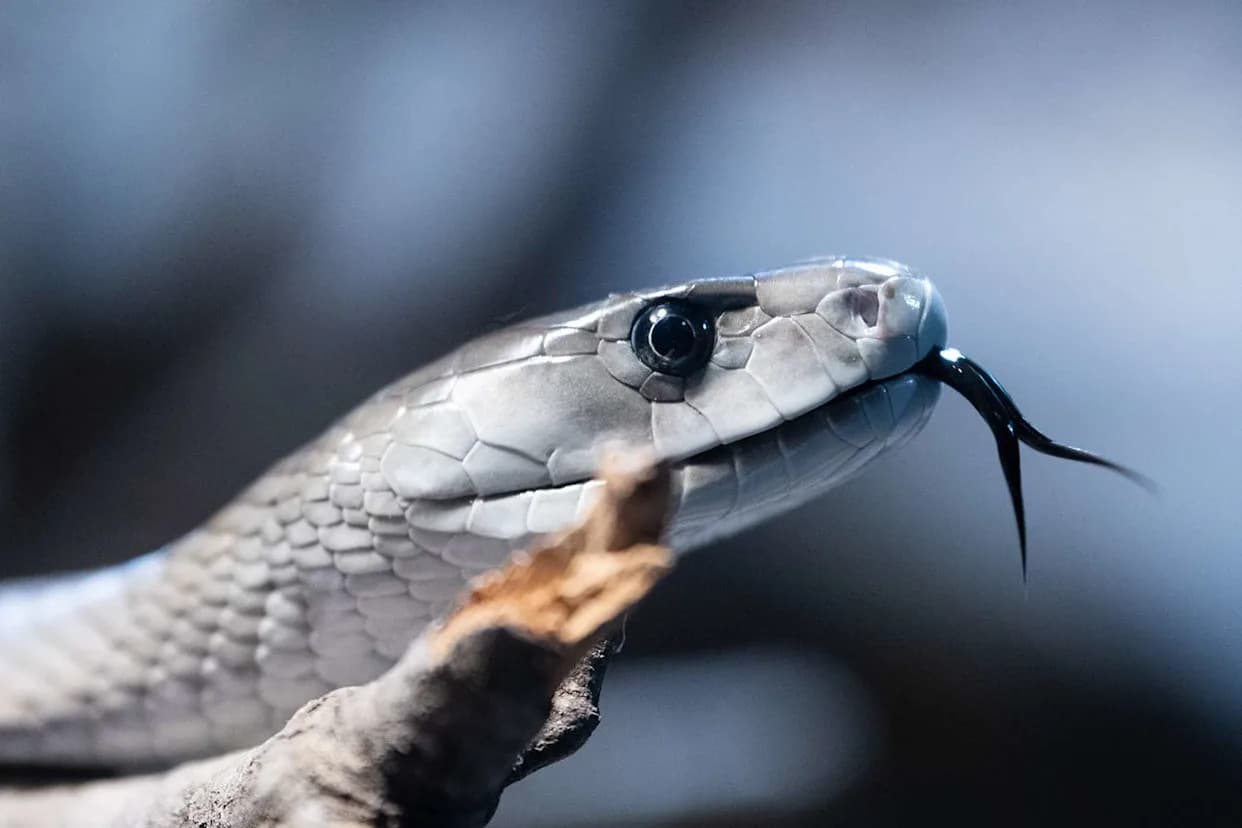Man Who Voluntarily Exposed Himself to 200+ Venomous Snakes Helped Scientists Develop Broad Antivenom