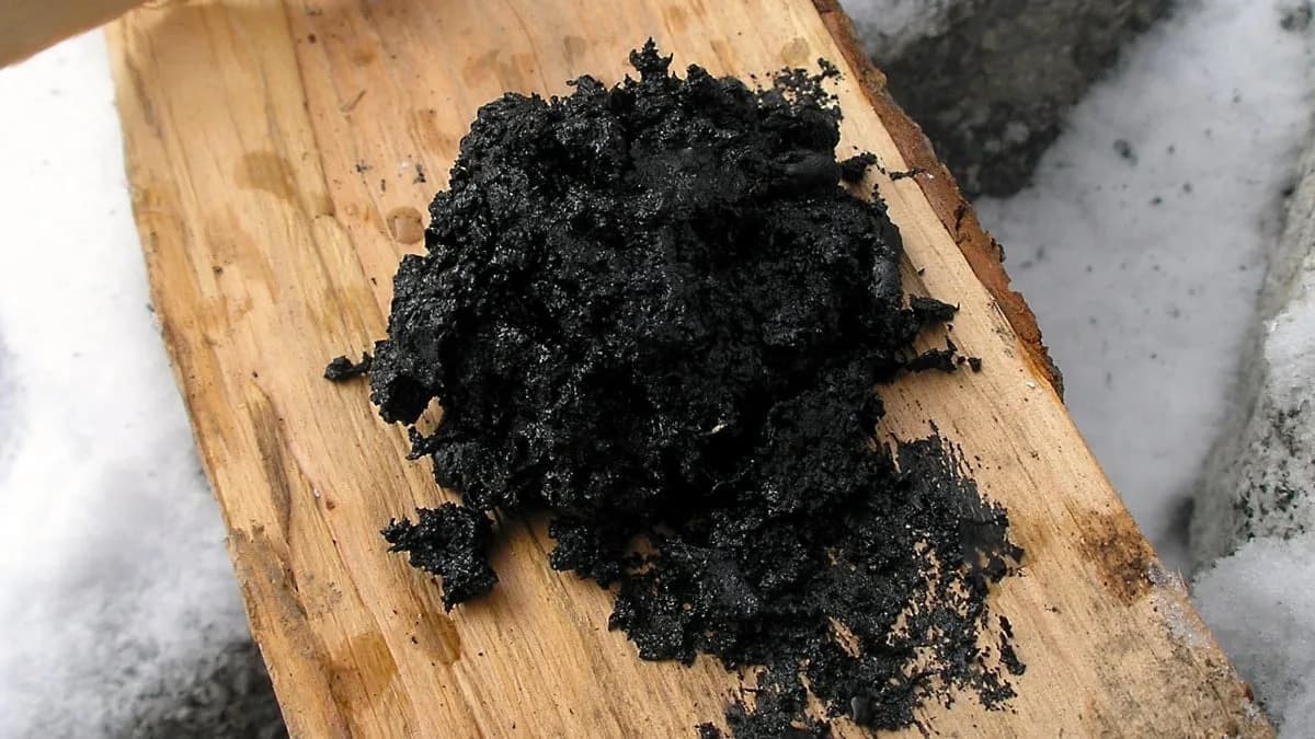 Study Suggests Neanderthals Used Birch Tar as Early Antibacterial Treatment