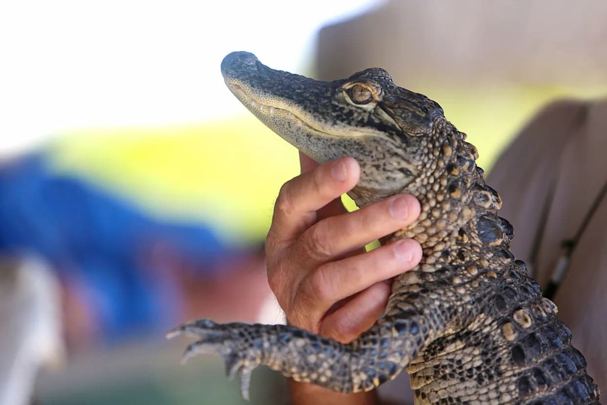 14-Year-Old Arrested After Video Shows Him Swinging and Kicking a Baby Alligator at Stetson Aquatic Center