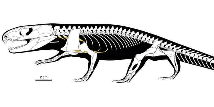289-Million-Year-Old 'Mummy' Fossil Reveals Earliest Rib-Powered Breathing