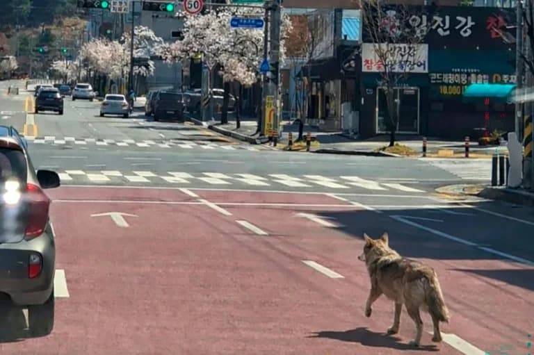 Escaped Wolf at Daejeon Theme Park Prompts School Closure as 300+ Searchers Mobilise