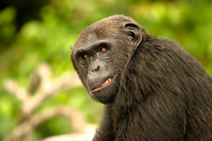 Study: 200 Ngogo Chimpanzees Split Into Violent Rival Clusters, Sparking Years of Lethal Conflict