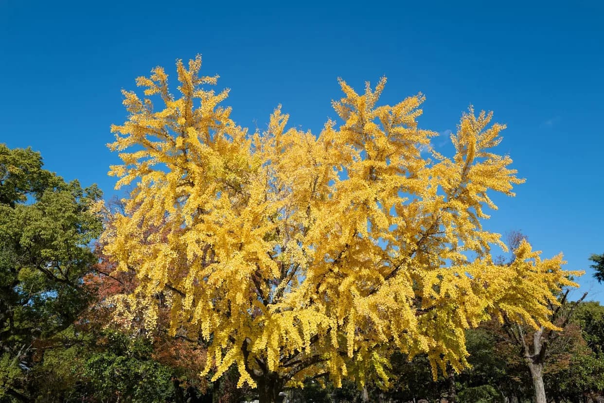 How 'A‑Bombed' Trees Survived Hiroshima and Nagasaki: The Science Behind Rapid Regrowth