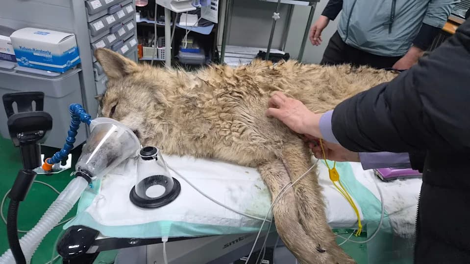 Escaped Wolf Neukgu Safely Recaptured After Nine-Day Search; Zoo Begins Recovery And Security Review