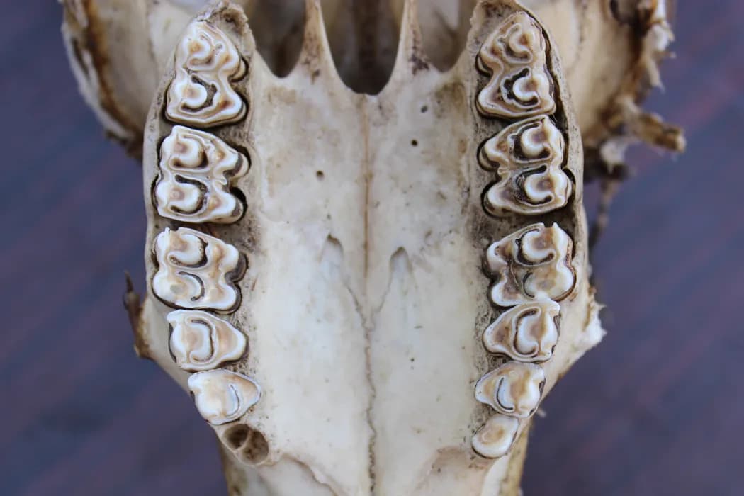 Ancient Teeth Unlock How Early Human Ancestors Lived: From Forests to Expanding Grasslands