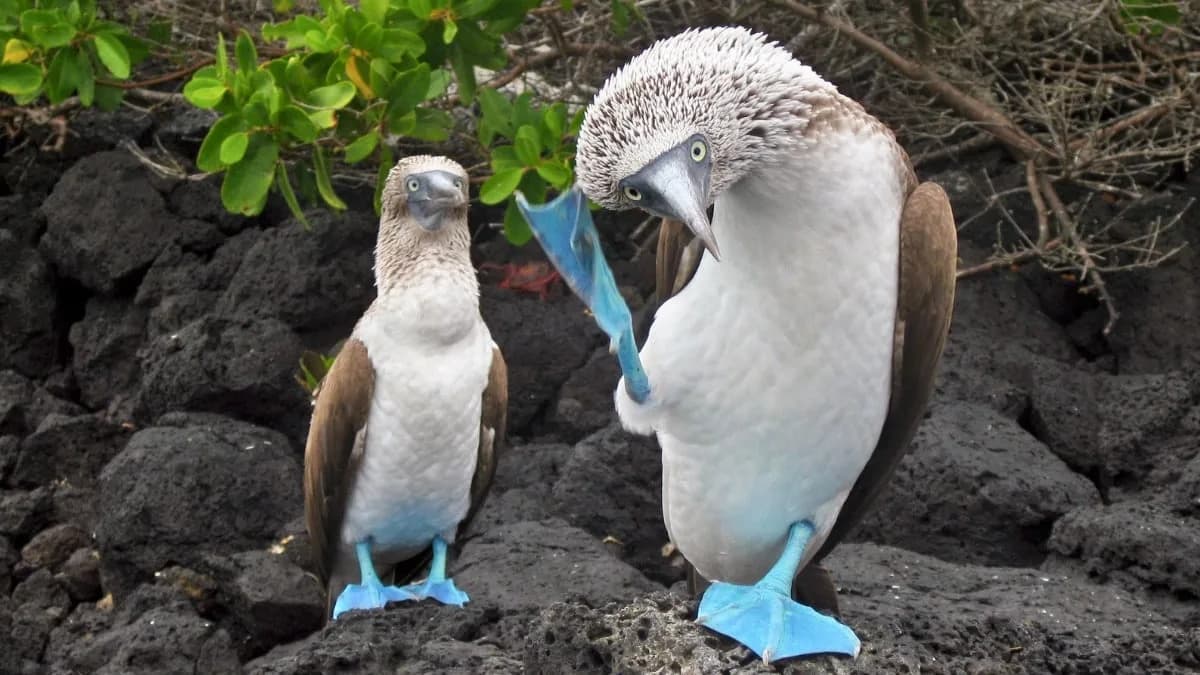 Across Species, a Common Beat: Many Animals Signal Near ~2 Pulses Per Second