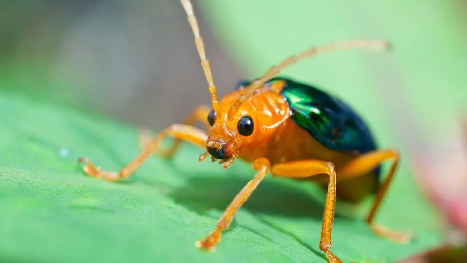 How the Bombardier Beetle Built a Near‑Boiling Chemical Defense — Step by Step