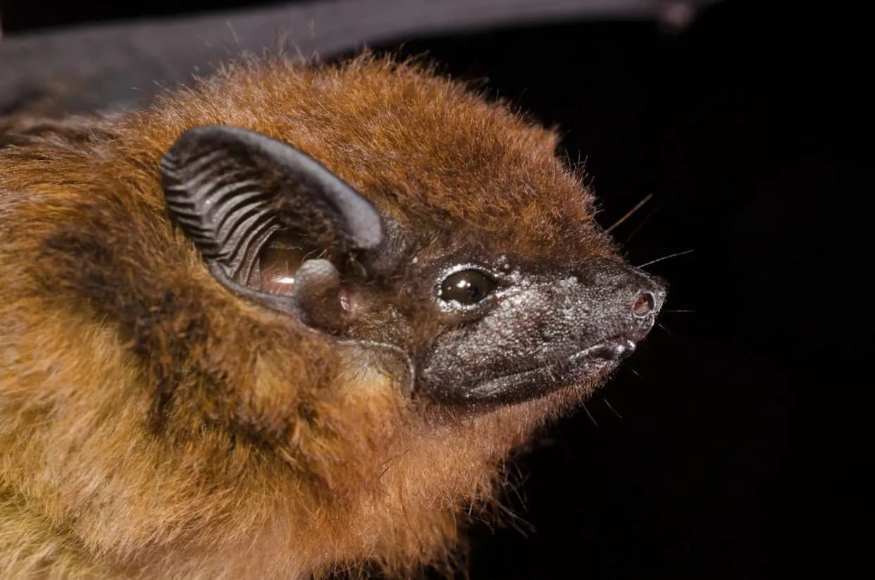 Bat Pups Babble Like Human Infants: Study Records 55,000+ Juvenile Syllables