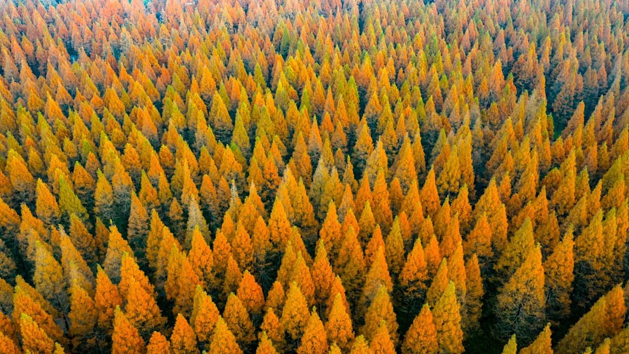 China Planted Roughly 78 Billion Trees — And It Reshaped The Country’s Water Cycle