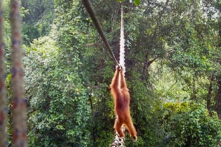 First Recorded Sumatran Orangutan Crosses Man-Made Canopy Bridge — Conservation Milestone