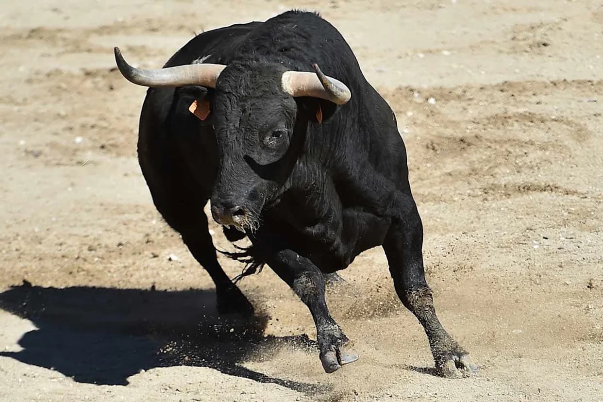 33-Year-Old Rancher Fatally Gored During San Marcos Running of the Bulls in Spain