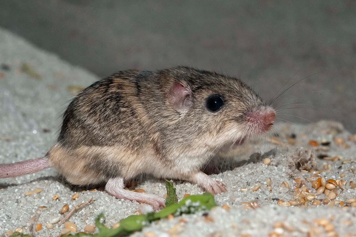 Tiny Mouse, Big Hope: Rapid Genetic Shifts Could Help the Pacific Pocket Mouse Avoid Extinction