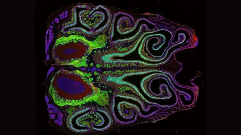 New Atlas of the Mouse Nose Reveals a Surprising, Highly Ordered Map of Smell Receptors