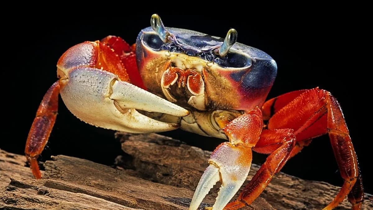 Study: Crabs' Iconic Sideways Scuttle Evolved Once — About 200 Million Years Ago