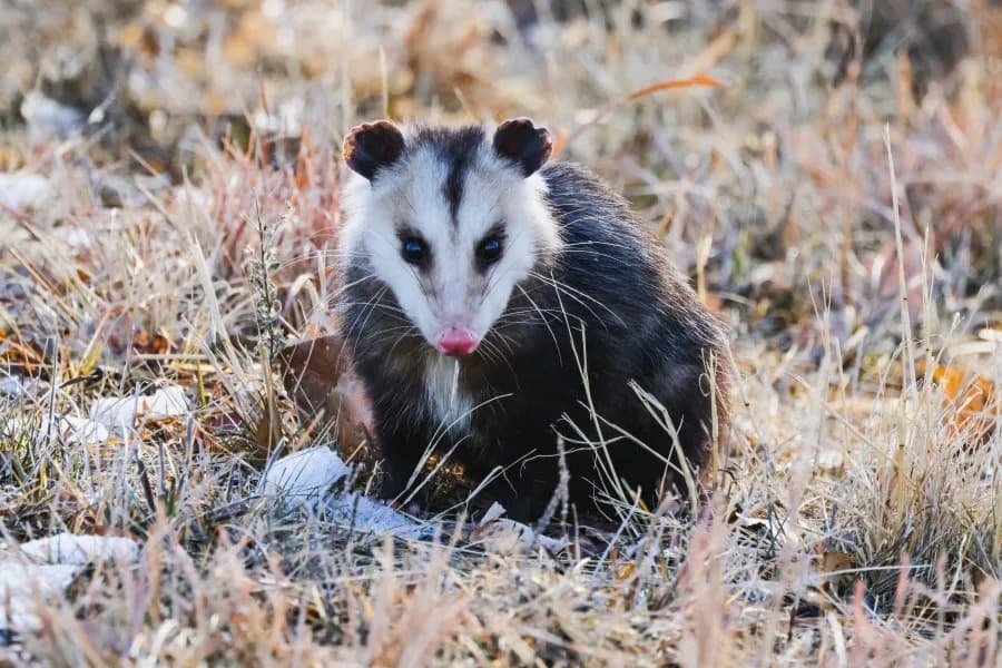 GPS-Collared Opossums Are Helping Scientists Locate and Remove Invasive Burmese Pythons in the Everglades
