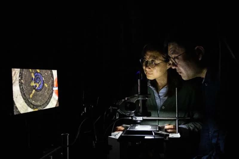 Non‑Chiral Dopant Enables Chiral Perovskites To Detect Visible Light While Preserving Chirality
