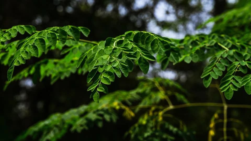 Moringa 'Miracle Tree' Removes 98.5% of Microplastics From Tap Water — Natural Alternative to Alum