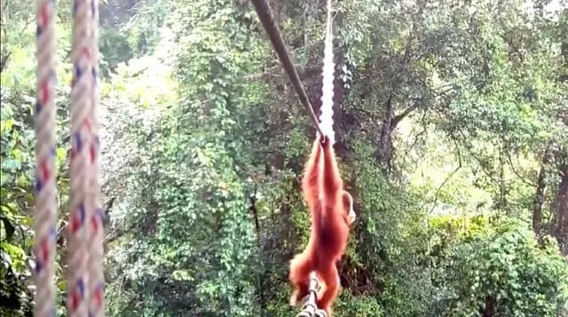 Historic Conservation Win: Sumatran Orangutan Uses Human-Made Canopy Bridge to Cross Busy Road