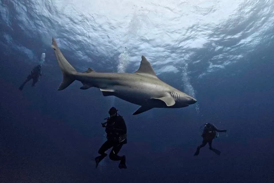 Divers Power New Global Shark & Ray Census: Citizen Science to Map Ocean Life