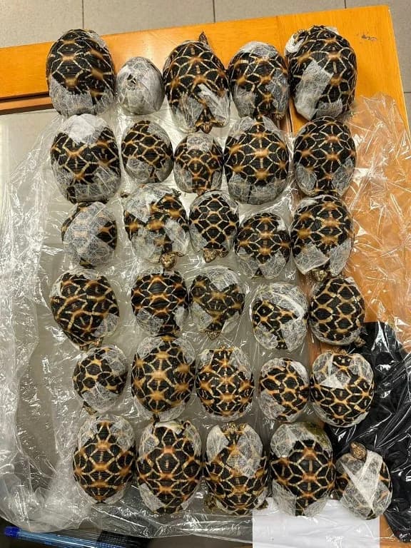 19-Year-Old Arrested After 30 Indian Star Tortoises Found Taped Under Clothing at Bangkok Airport