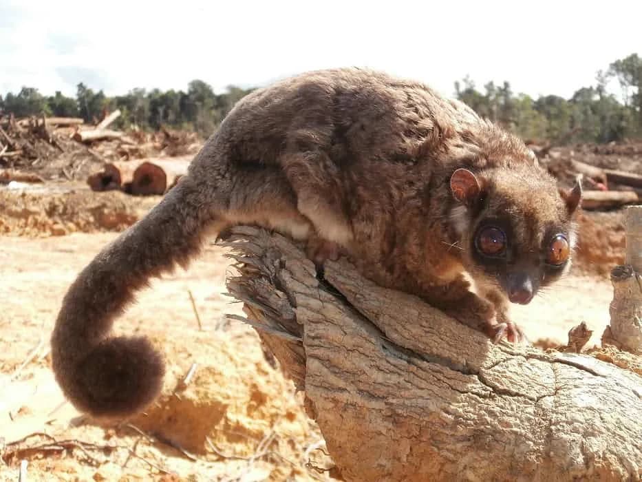 Lazarus Possum: New Gliding Genus Tous Rediscovered After 6,000 Years