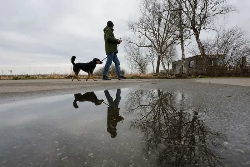 Study Finds Dogs' Brains Shrank Nearly 50% During Domestication