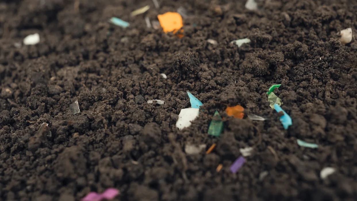 Soil Microplastics Can Enter Tomatoes and Wheat — New Study Warns