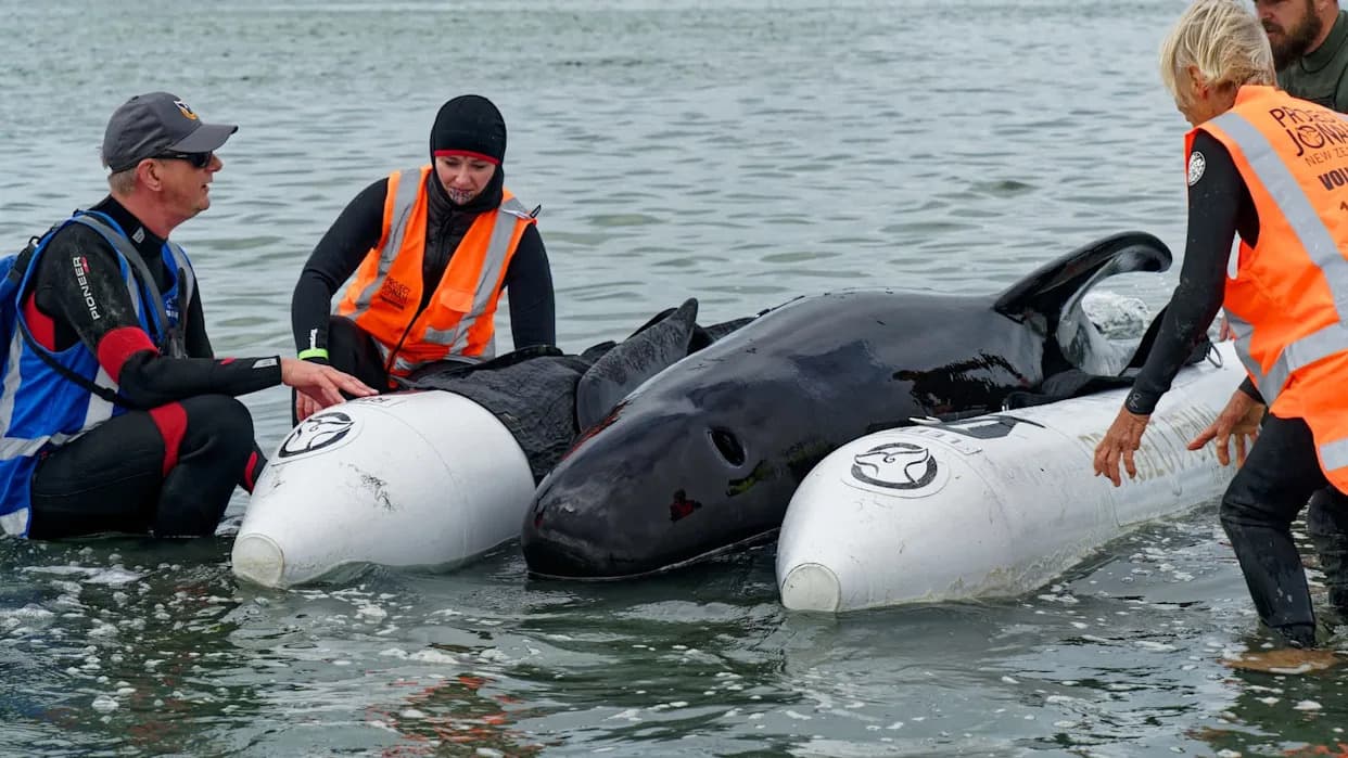 Mass Stranding of 55 Pilot Whales at Tolsta Bay Reveals Rare Deep‑Water Insights