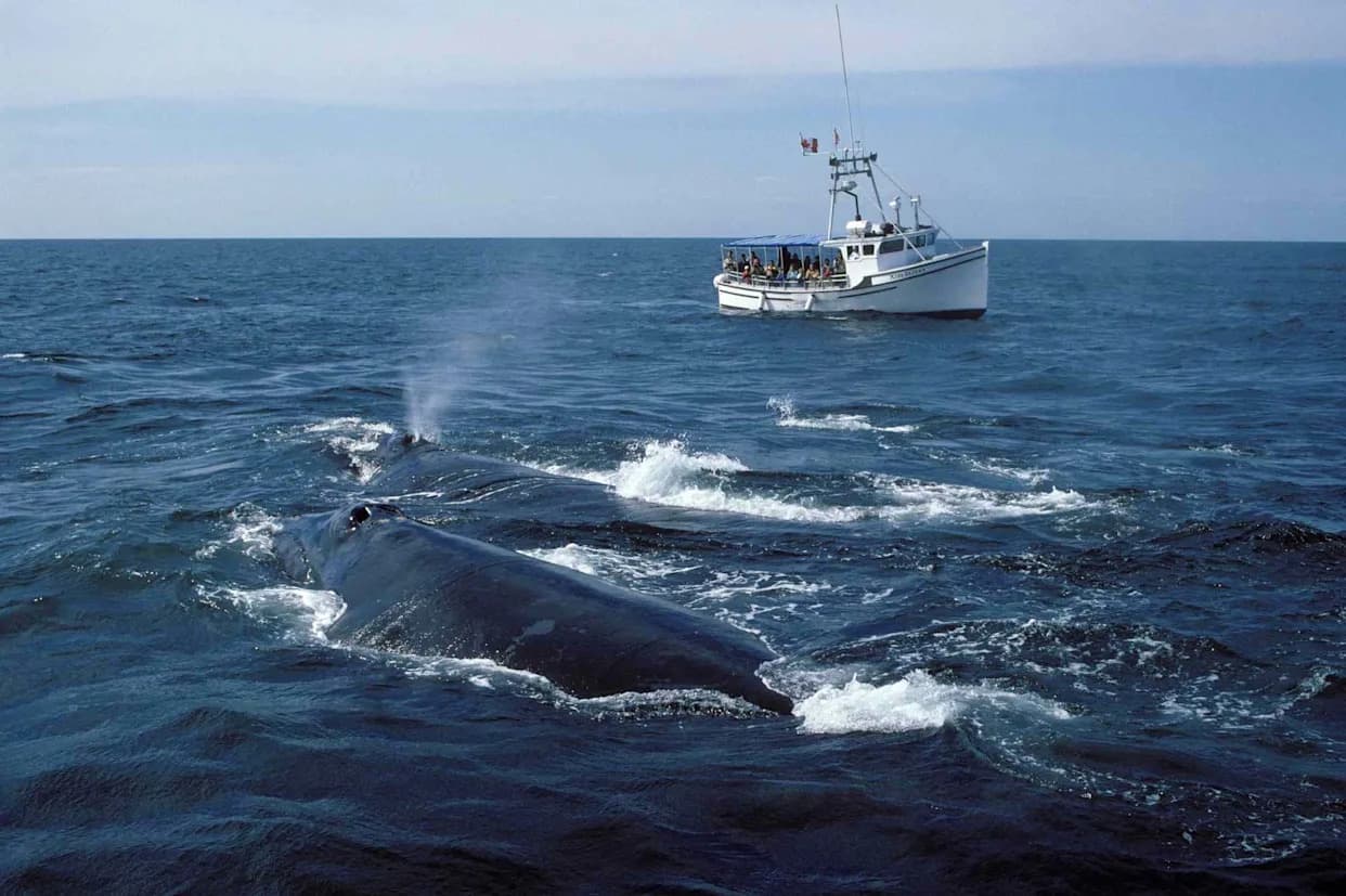 Rare Baby Boom: 23 North Atlantic Right Whale Calves Born — Best Season Since 2009