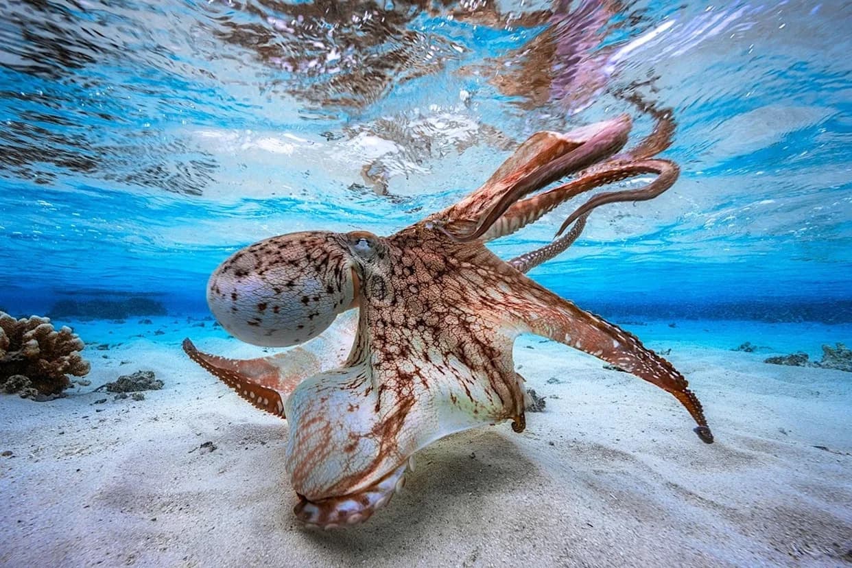 Octopus Brains: A Different Design for Intelligence — What Neuroscience Is Learning