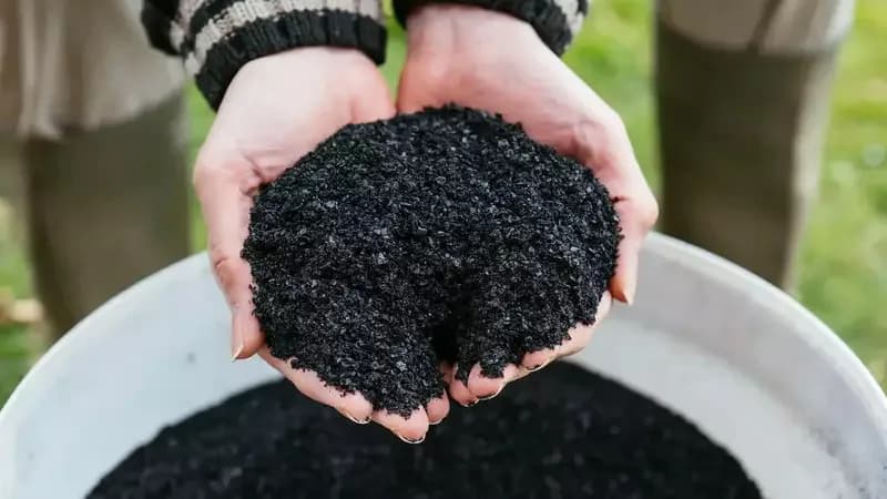 Ancient Amazonian Soil Boosts Early Tree Growth — Up to 88% Thicker Stems