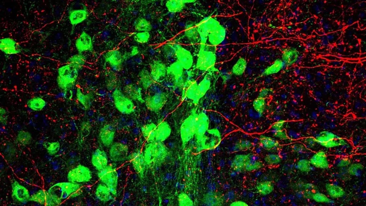 New Thalamus Relay May Explain Why Tourette’s Often Overlaps With OCD