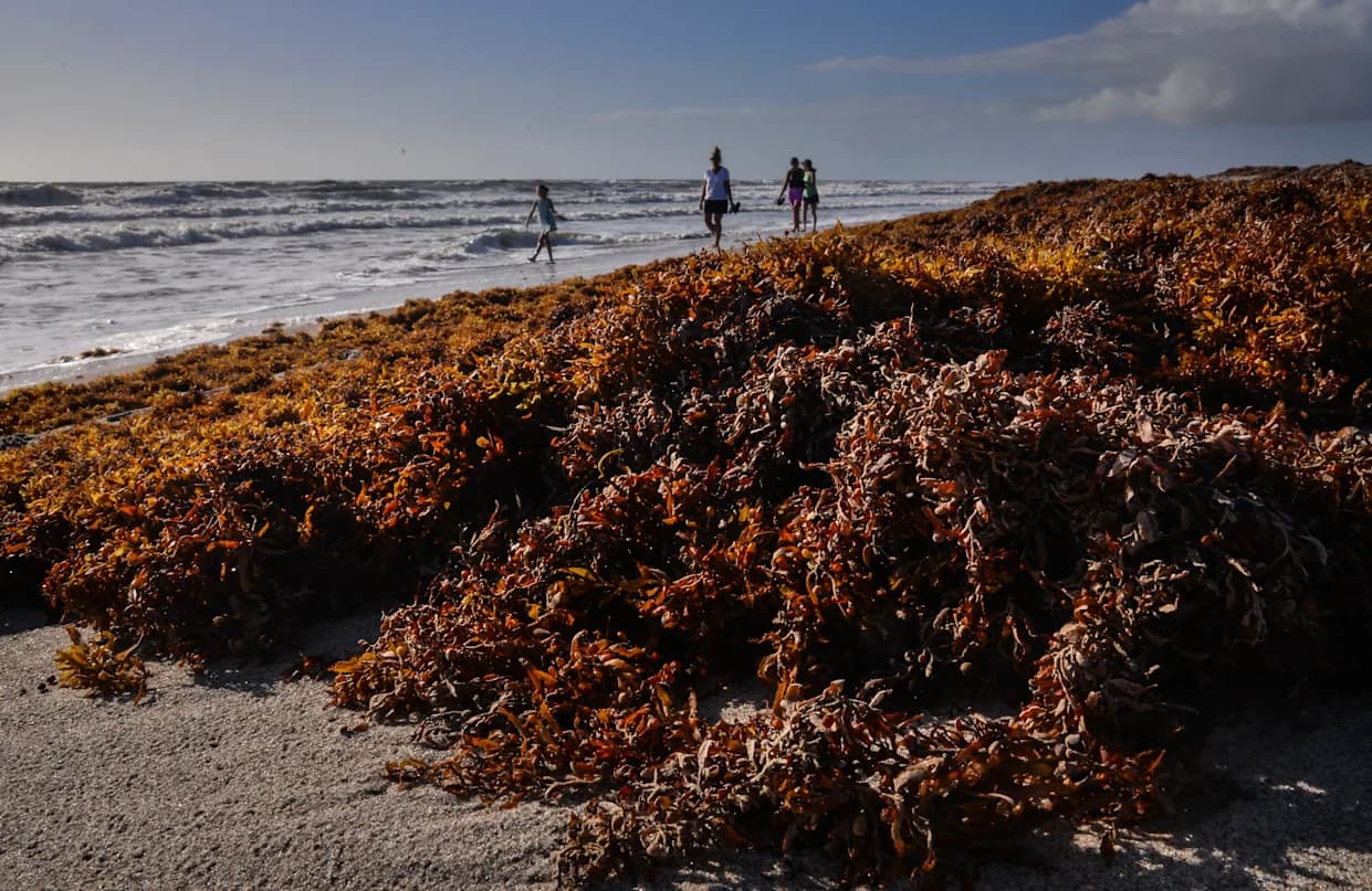 Study Finds 2011 Atlantic Sargassum Bloom Likely Originated Off West Africa — Could Improve Forecasts