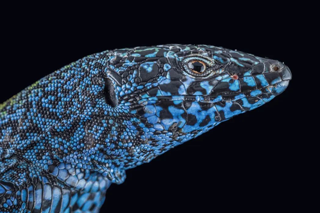 Can Ibiza’s Kaleidoscope Lizards Survive an Invasion of Horseshoe Whip Snakes?