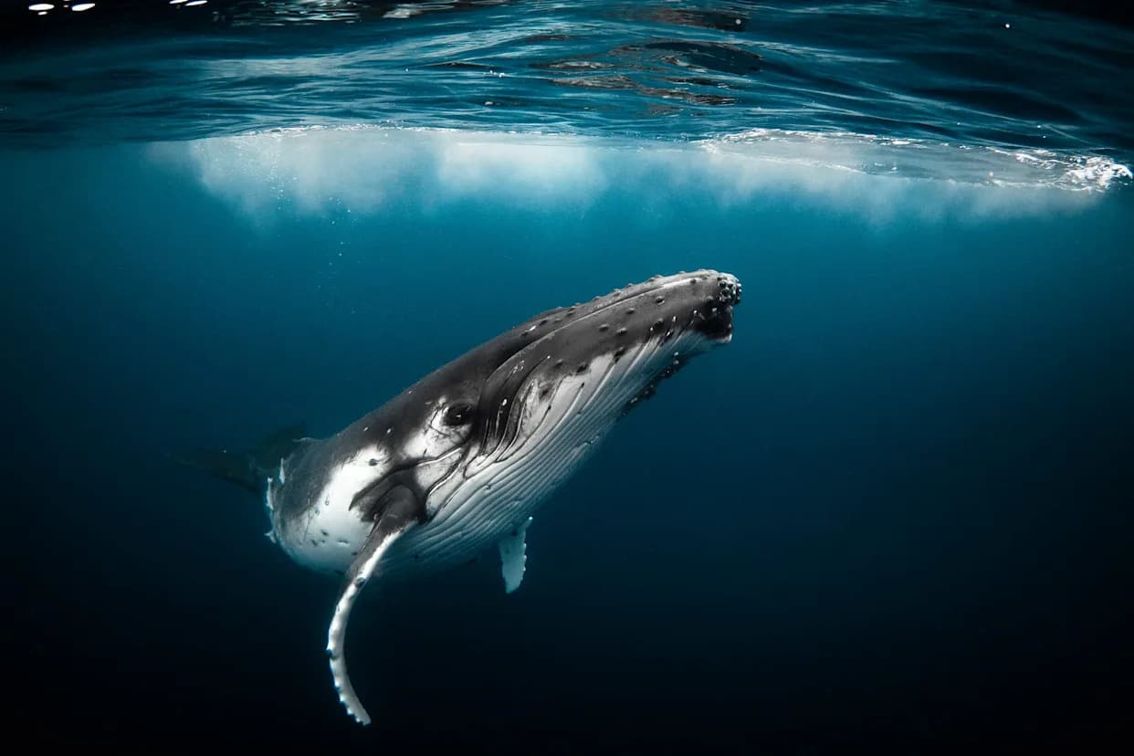 Why Humpback Whales Sometimes Keep Their Mouths Open — Scientists Are Puzzled