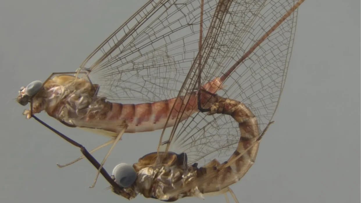 Caught Midair: How Mayflies Reshape Their Genitals During Acrobatic Mating