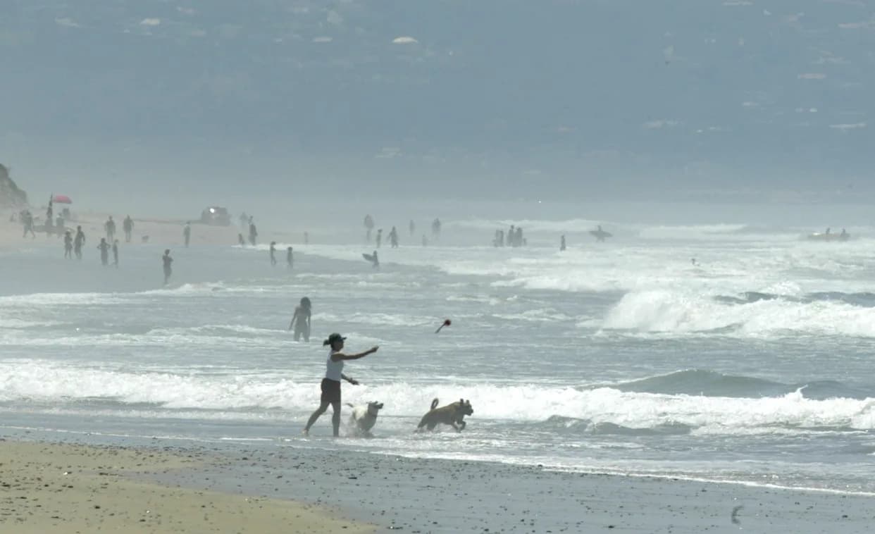 California Marine Heat Wave Threatens Wildlife as Seabirds Wash Ashore