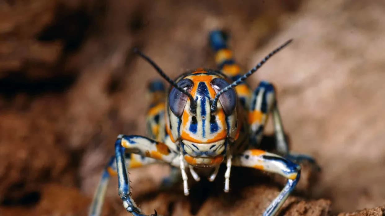 Cyborg Locusts: From Viral Headlines to a $4.3M NSF Push — What’s Real and What’s Next