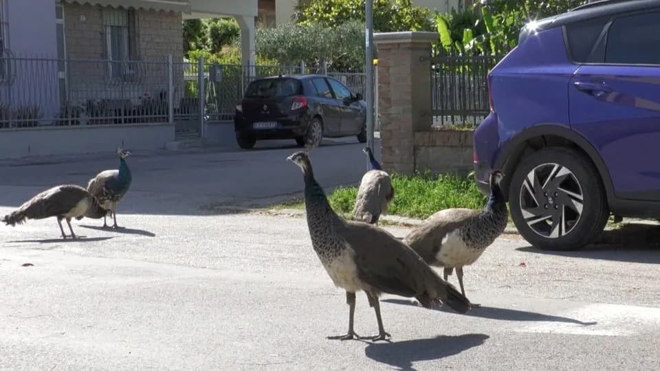 Horde of Peacocks Splits Italian Seaside Town: Nuisance, Conservation Issue And Tourist Draw