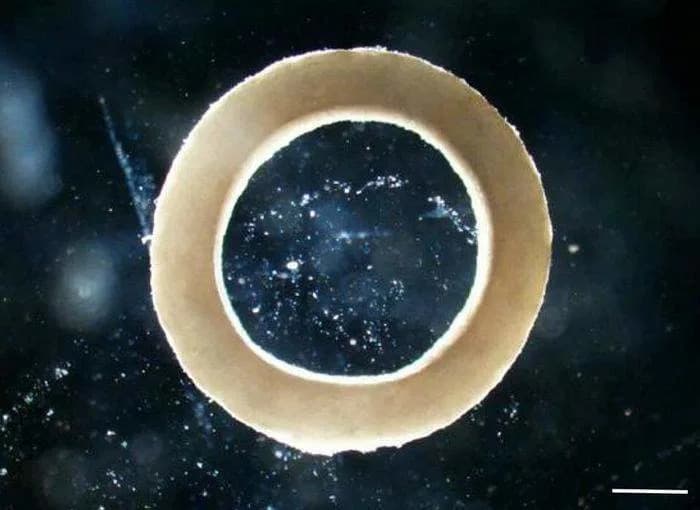 Living Biohybrid Robots Could Revolutionize Medicine, Environmental Cleanup and Search‑and‑Rescue