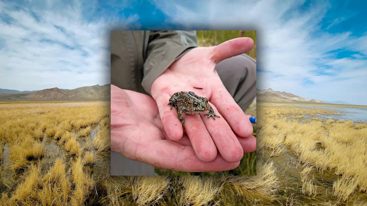 Tiny Endangered Toad Halted a Geothermal Project — Interior's New NEPA Rule Seeks To Cut 'Green' Red Tape