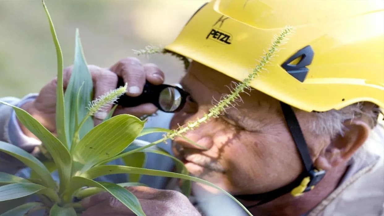 Rock‑Star Botanist Steve Perlman Racing to Save Hawaii’s Rarest Plants From Extinction